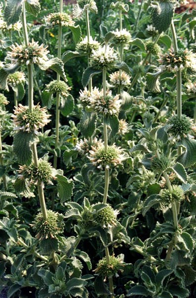 Marrubium incanum photo